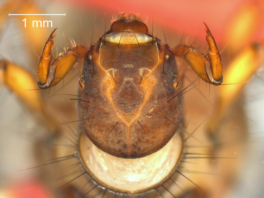 Limnephilus binotatus